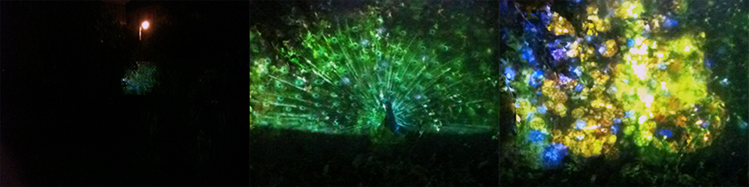The Naif Garden